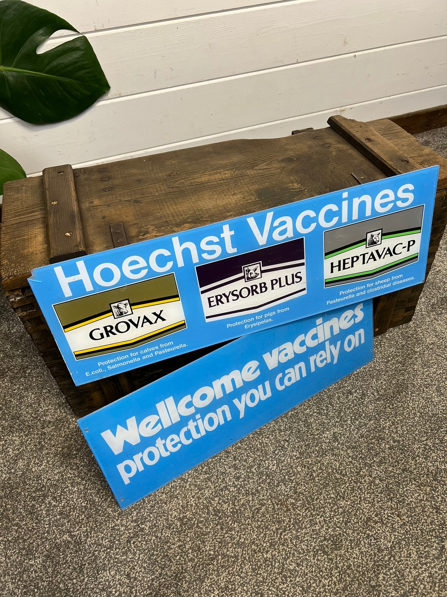 2x Vintage Hoechst Vaccine Signs Doctors Surgery Advertising Signs