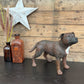 Staffordshire Bull Terrier Staffy Realistic Statue Home Garden Ornament